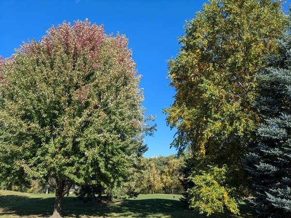 Mostly green trees