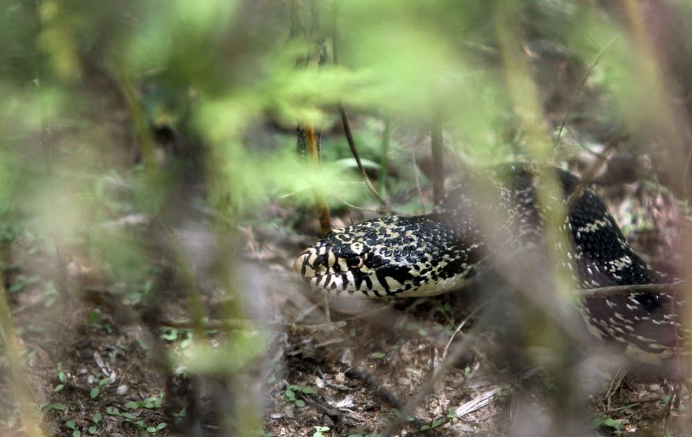 A bull snake