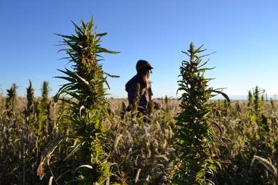 Industrial hemp
