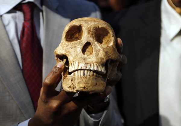 A replica skull of Homo naledi.