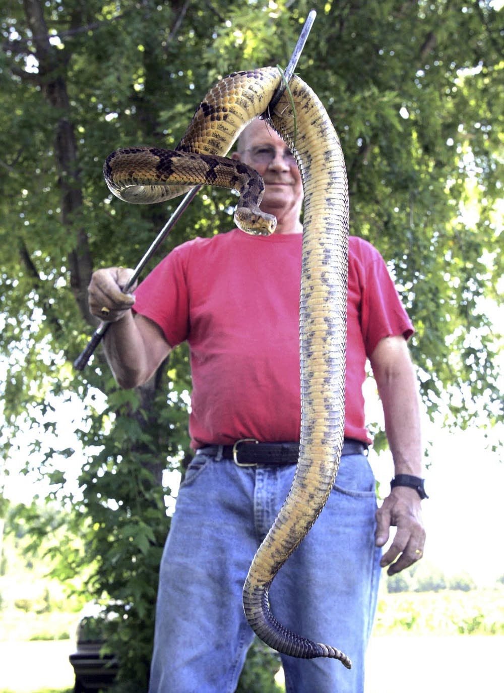 Arden Hargrove, snake handler