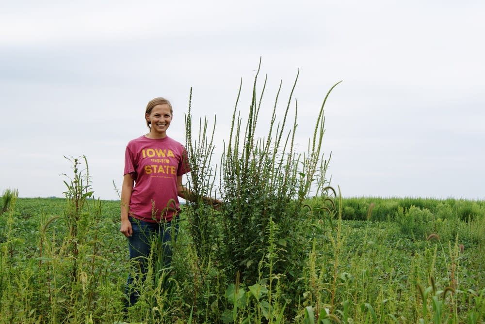 Palmer amaranth