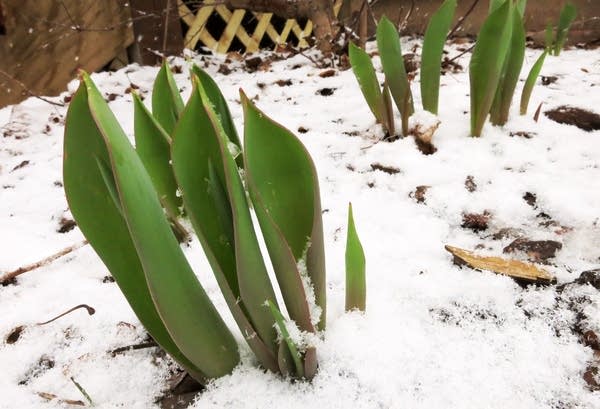 Cool first day of meteorological spring