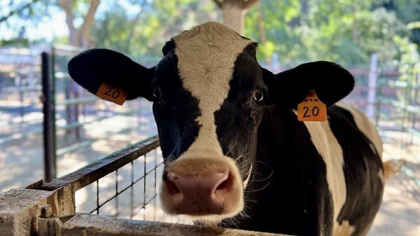 Sheepy, a steer in the long-term treatment group, has been receiving the seaweed additive since he was 66 days old.