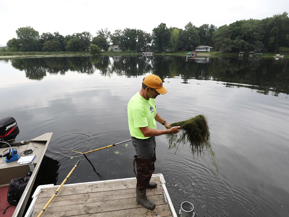 Steve McComas pulls up a mat of starry stonewort near a boat access