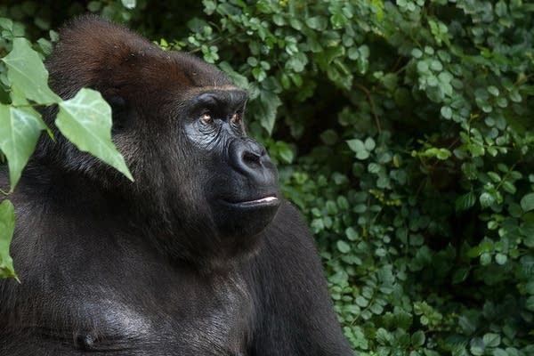 Coffee Break: Zoo animals