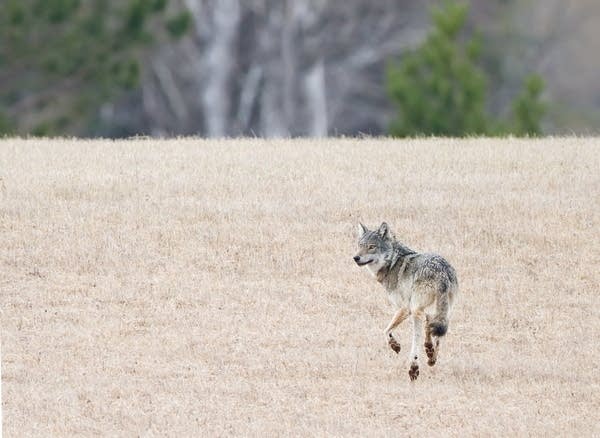 Unsold wolf hunt permits going up for sale