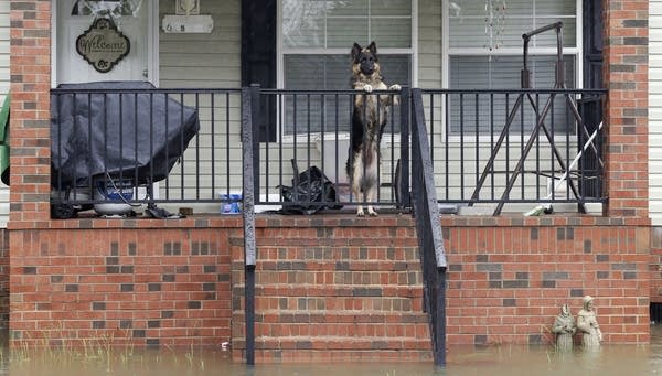 In hurricane, the South treats its dogs like dogs
