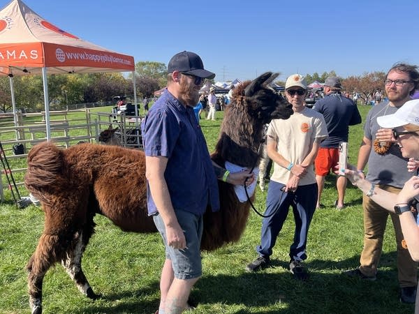 A man stands near a llama.