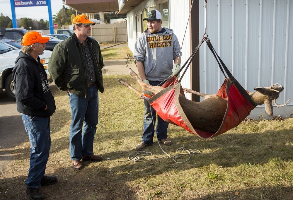 Hanging a deer