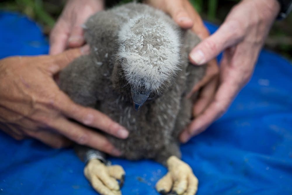 Eagle nestling