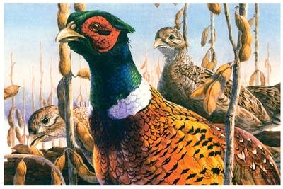 1984 Pheasant stamp