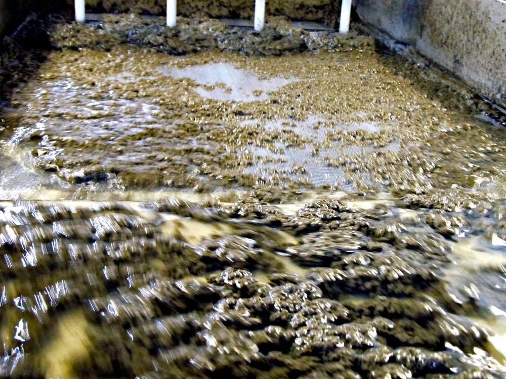 Wastewater sludge