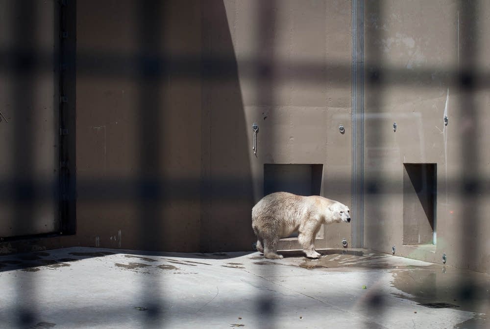 Eyewitnesses describe frantic search for loose Duluth zoo animals