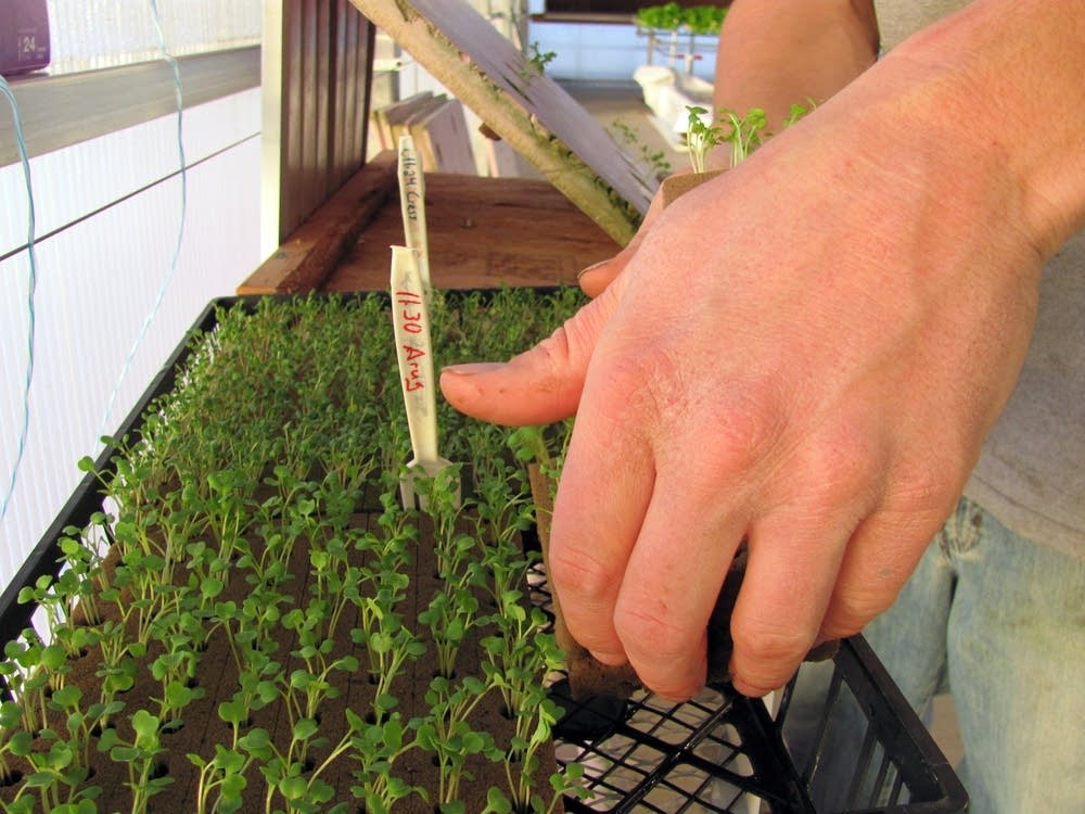 Seedlings