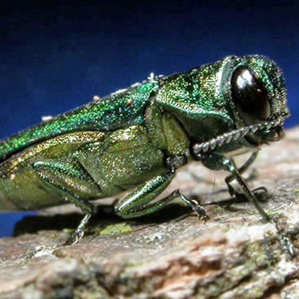 c3652a-20160524-ashborer.jpg