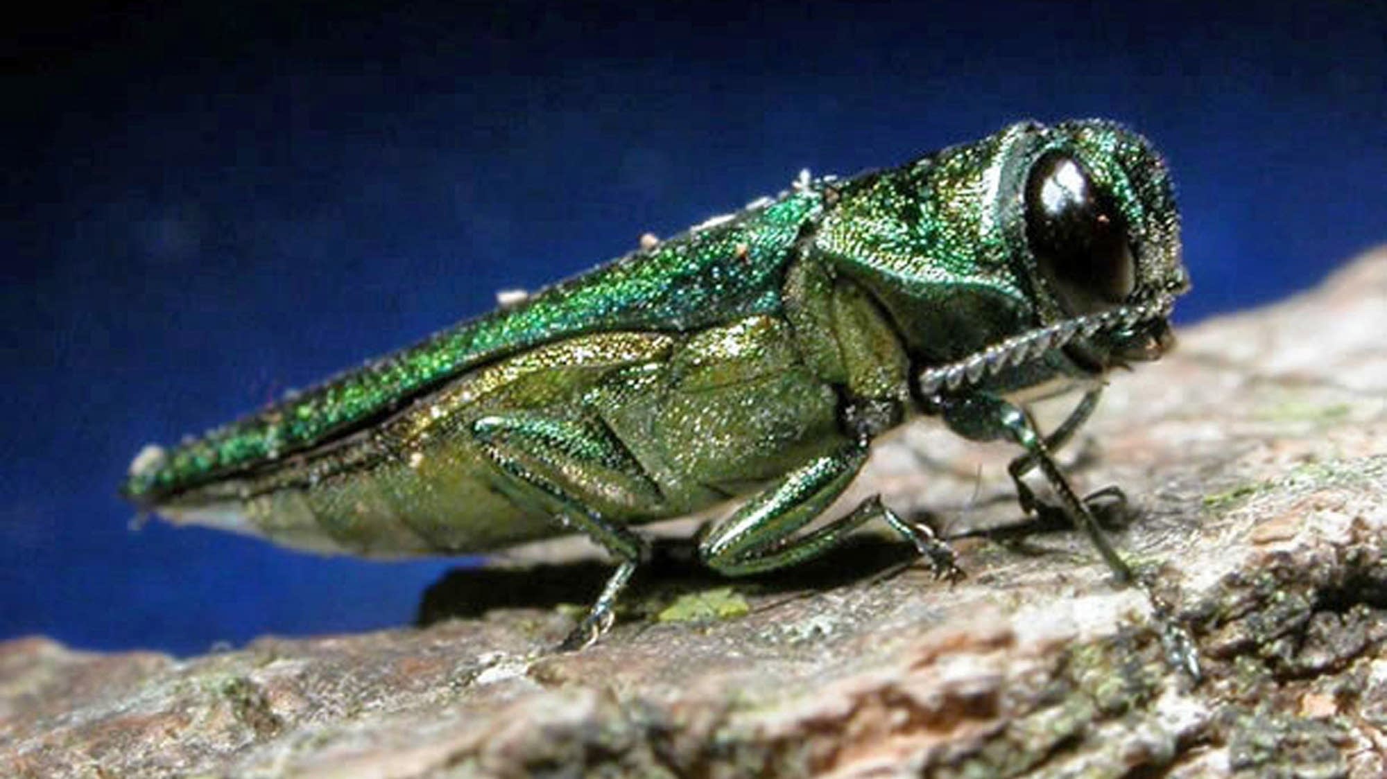 Study finds invasive insects are a big contributor to climate change