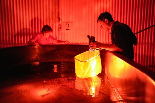 Minnesota is home to only inland shrimp hatchery. Its future is now uncertain