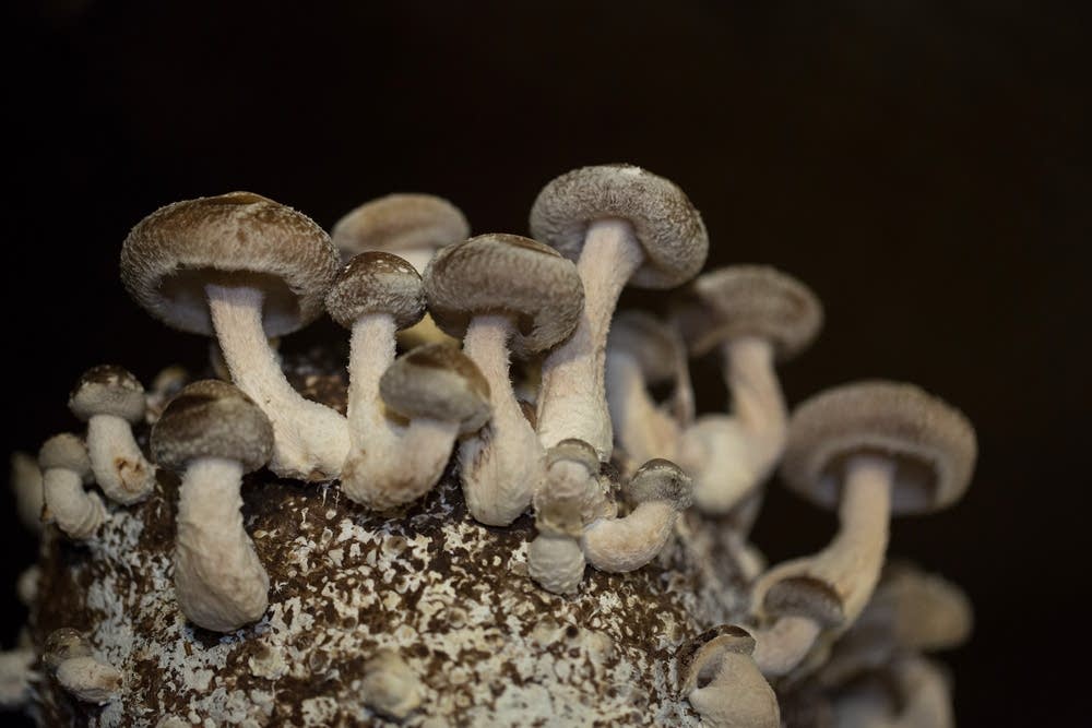 Shiitake mushrooms