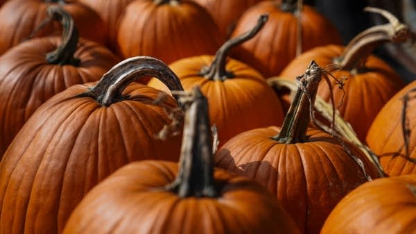 "These pumpkins can last for weeks and even months, depending on the climate," said Lane Florsheim at the Wall Street Journal. "You can hit both Halloween and Thanksgiving."