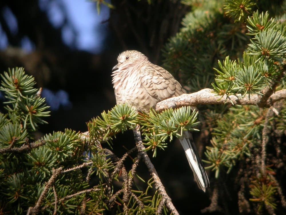 The first inca dove identified in Minnesota