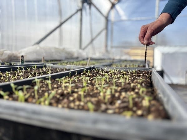 Plants in a greenhouse