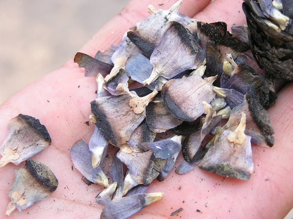 Burned seeds