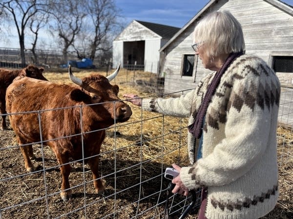 A person pets a cow