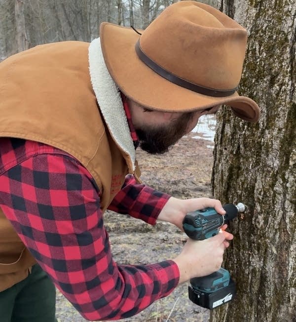 John Cermak uses a power drill to tap his family farm's maple trees.