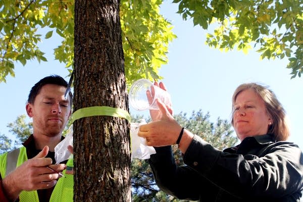 Releasing stingless wasps