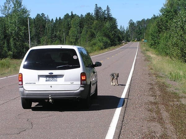 Pup on the road