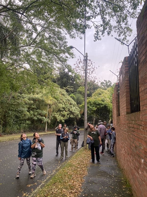 A group of tourists look upward. Some hold cameras. They are hoping to spot a bird.