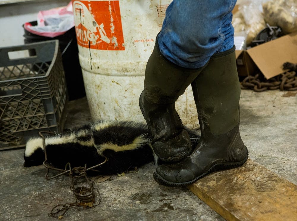 A freshly trapped skunk