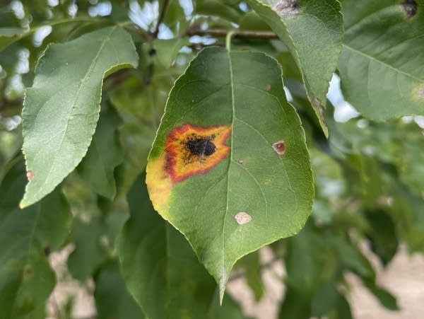 Japanese apple rust on an apple tree