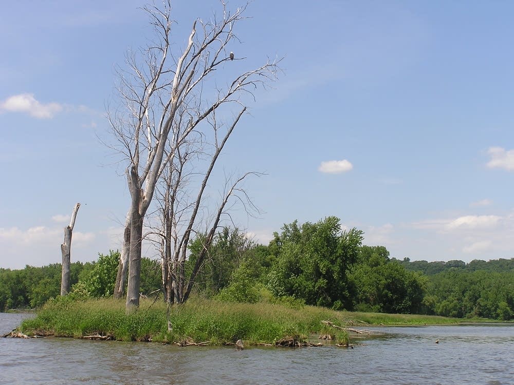 Eagle habitat