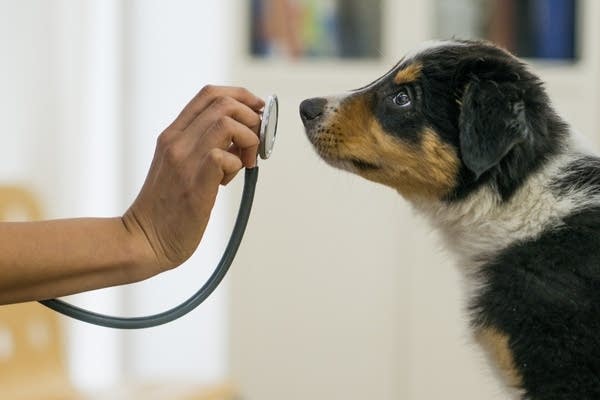 A veterinarian takes care of a new puppy during his check up.