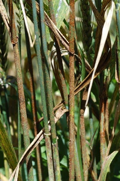 Wheat rust