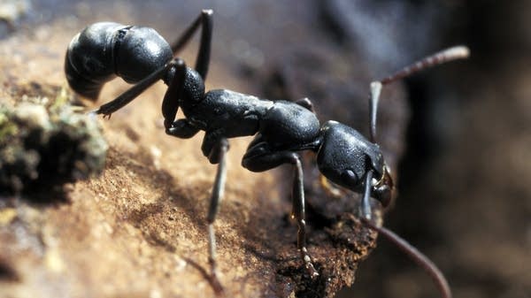 Why the ant black market is booming