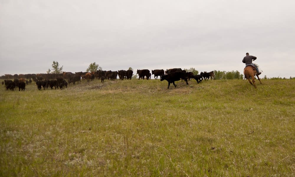 Herding cattle