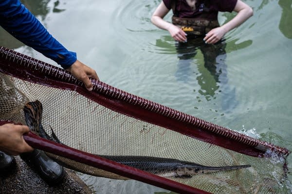 A fish is lowered into a pond