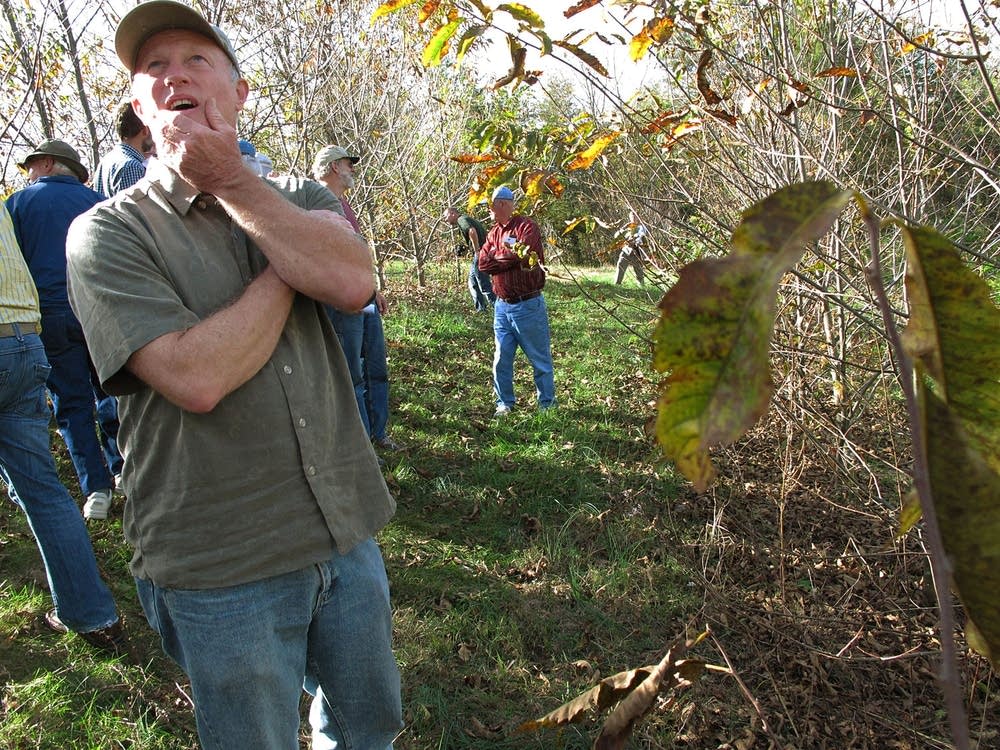 Hybrid chestnut orchard