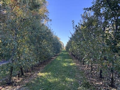 Rows of an orchard.