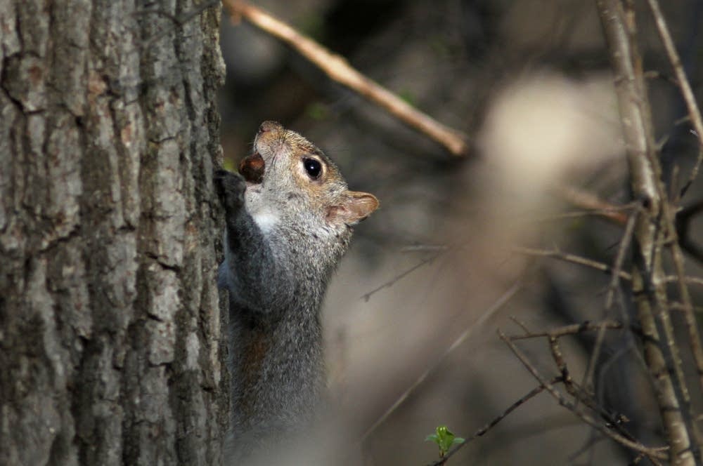 Squirrel food