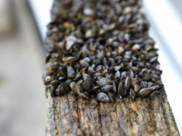 Minnesota DNR confirms presence of zebra mussels in Beltrami Lake