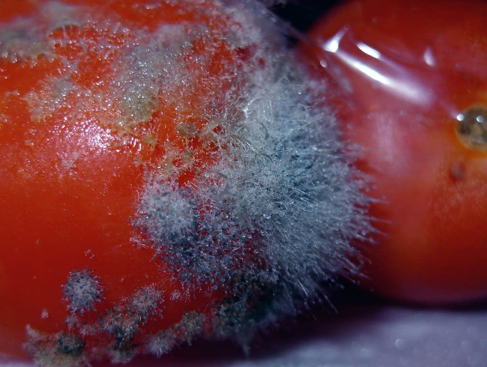 Close-up of tomato