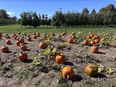 Pumpkins in a pumpkin patch.