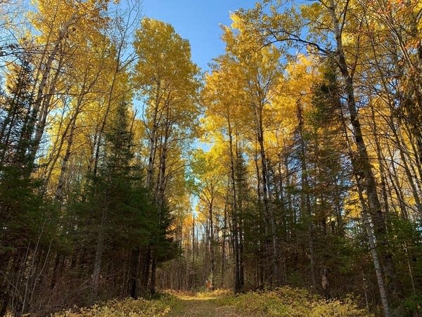 Trees show their fall colors