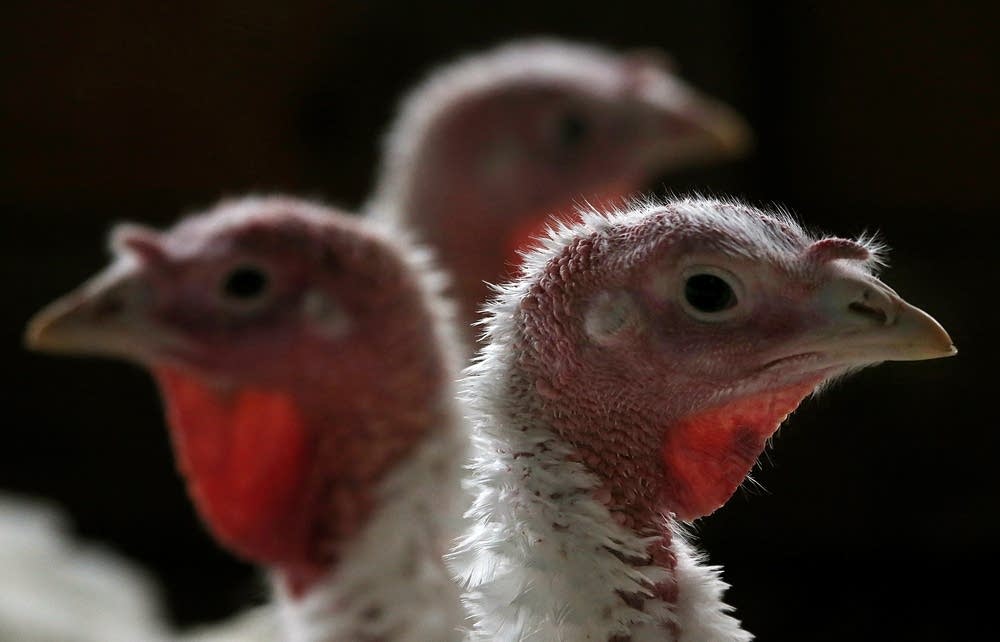 Turkeys