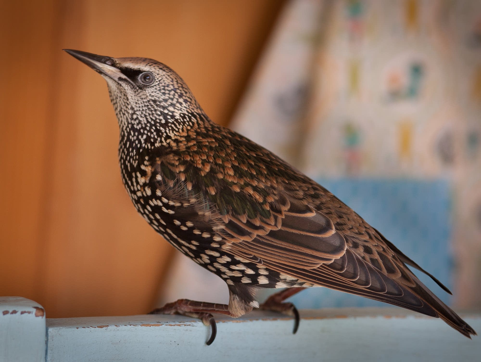 A Beautiful World What do Mozart and starlings have in common with
