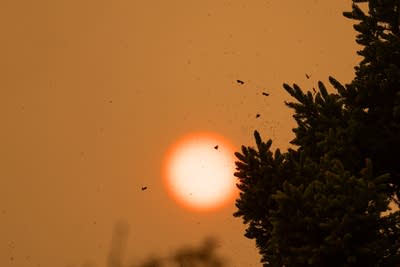 Air quality alerts spread across Minnesota as wildfires rage, sending smoke south
